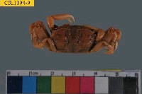 藏品(萬歲大眼蟹)的圖片